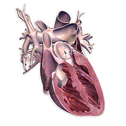 High Res 3D Rendering of Human Heart (Maya, Photoshop)