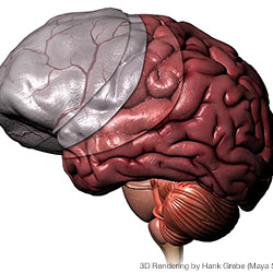 High Res 3D Rendering of Brain Anatomy (Maya, Photoshop)
