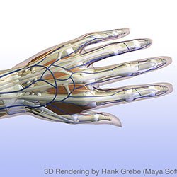 High Res 3D Rendering of Hand Anatomy (Maya, Photoshop)