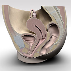 High Res 3D Rendering of Female Reproductive System (Maya, Photoshop)